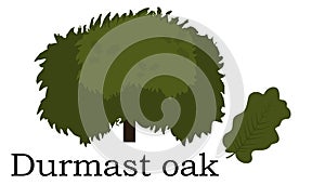 Durmast oak Trees vector element. vector green