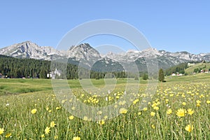 The Durmitor mountain panorama and the summer flowers