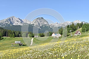 The Durmitor mountain panorama and the summer flowers