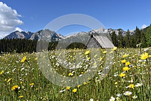 The Durmitor national park,Durmitor mountain,fields of flowers and old wooden hut