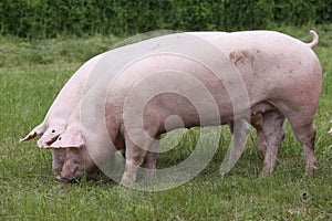 Duroc breed pigs graze on pasture at animal farm