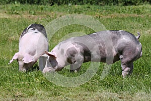 Duroc breed pigs grazing at animal farm on pasture