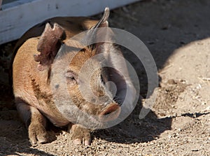 Red Duroc Pig Napping photo