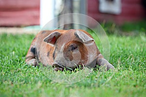 Duroc Piglet