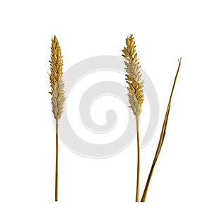 durum or hard wheat dry plant