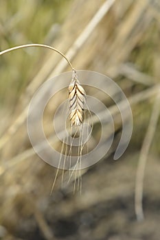 Durum wheat