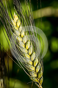 Durum wheat ear - triticum durum