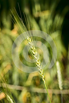 Durum wheat - triticum durum timilia - poaceae photo