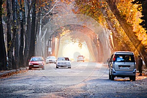 Dushanbe street in the autumn evening. The trees along the road form a tunnel with their crowns