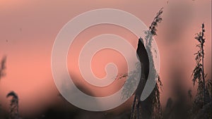 Dusk Chorus from a Perched Savi\'s Warbler (Locustella luscinioides)