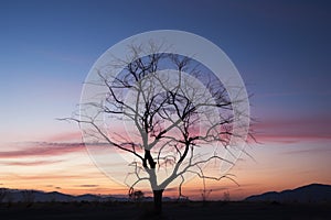 Dusk elegance silhouette of a lone dry tree in twilight