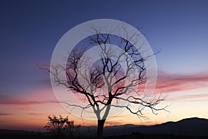 Dusk elegance silhouette of a lone dry tree in twilight