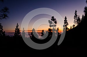 Dusk in a forest on a mountain above the clouds. Silhouette of trees in the sunset. Tenerife, Canary Islands