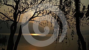 Dusk in Lake Pokara with Gorgeous Tree Silhouettes photo