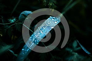 At dusk, the leaves of the wild grass are covered with clear drops of dew on a summer morning. Macro