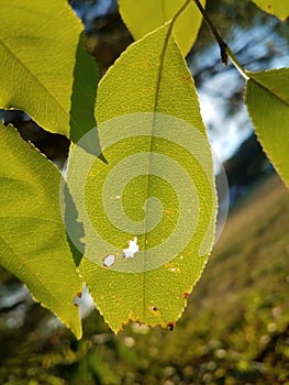 Dusk light through leaves