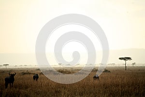 Dusk in the Masai Mara