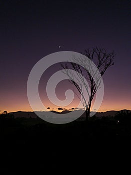 Dusk Moon Tree Branches