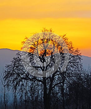 Dusk mountain and a chinar tree