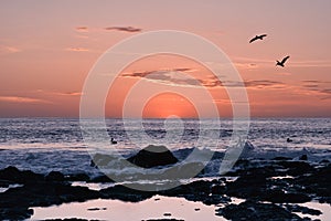 Dusk on the ocean with pelicans flying in the sky