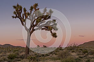 Dusk Settles Over Joshua Tree Field