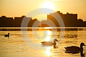 Panorama of two ducks, sparkling golden water, silhouette at dusk,