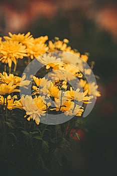 In the dusk of summer, beautiful yellow dahlias bloom in the garden. The beauty of nature and the fleeting moments of summertime