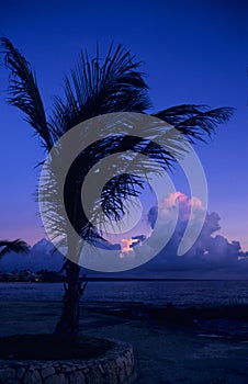Dusk of sunset on palm tree at Bayahibe beach