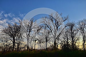 Dusk Sunset views through winter tree branches by Opryland along the Shelby Bottoms Greenway and Natural Area Cumberland River, Na