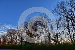 Dusk Sunset views through winter tree branches by Opryland along the Shelby Bottoms Greenway and Natural Area Cumberland River, Na