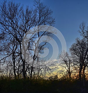 Dusk Sunset views through winter tree branches by Opryland along the Shelby Bottoms Greenway and Natural Area Cumberland River, Na