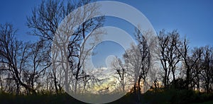 Dusk Sunset views through winter tree branches by Opryland along the Shelby Bottoms Greenway and Natural Area Cumberland River, Na