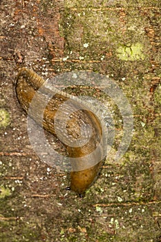 Dusky arion slug on tree bark in Vernon, Connecticut.