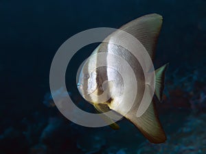 Dusky batfish