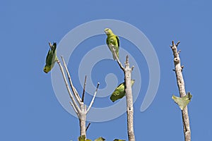 Dusky Billed Parrotlet in the Trees