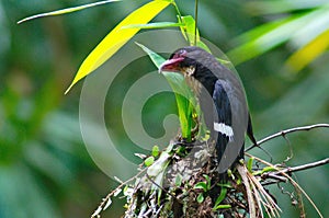 dusky broadbill bird