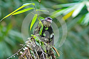 dusky broadbill bird