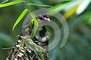 dusky broadbill bird