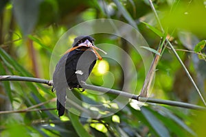 Dusky broadbill bird