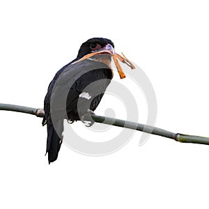 Dusky broadbill bird photo