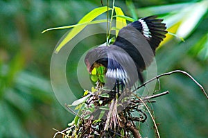 dusky broadbill bird