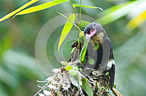 dusky broadbill bird