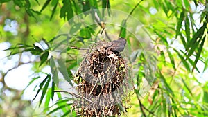 Dusky Broadbill Corydon sumatranus bird in nature