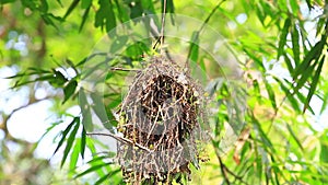 Dusky Broadbill Corydon sumatranus bird in nature