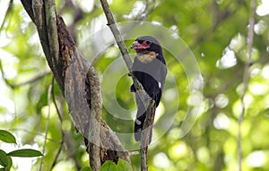 Dusky Broadbill Corydon Sumatranus