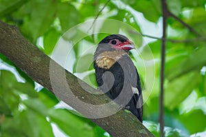 Dusky Broadbill (Corydon sumatranus) o