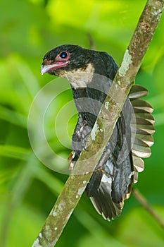 Dusky Broadbill