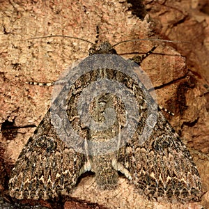 Dusky brocade moth (Apamea remissa)