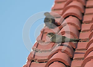 Dusky Crag Martin photo