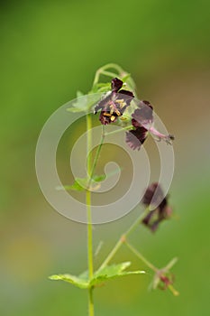 Dusky CraneÂ´s-bill, Mourning widow or black widow(Geranium phaeum)